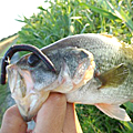 三度の飯＜釣り