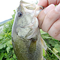 三度の飯＜釣り