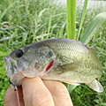 三度の飯＜釣り