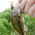 三度の飯＜釣り