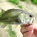 三度の飯＜釣り
