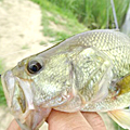 三度の飯＜釣り