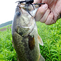 三度の飯＜釣り