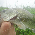 三度の飯＜釣り