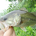 三度の飯＜釣り