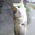 Saka