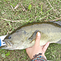 Bass or Die