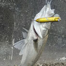 Saka