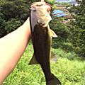けん