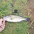 taku