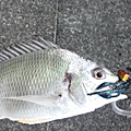 Saka