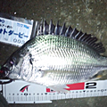 Saka