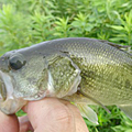 三度の飯＜釣り