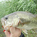 三度の飯＜釣り