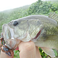三度の飯＜釣り