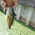 Saka