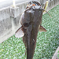 Saka