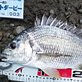 Saka