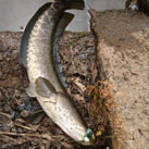 魚鷹