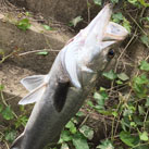 Saka