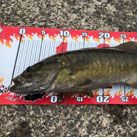 snow basser