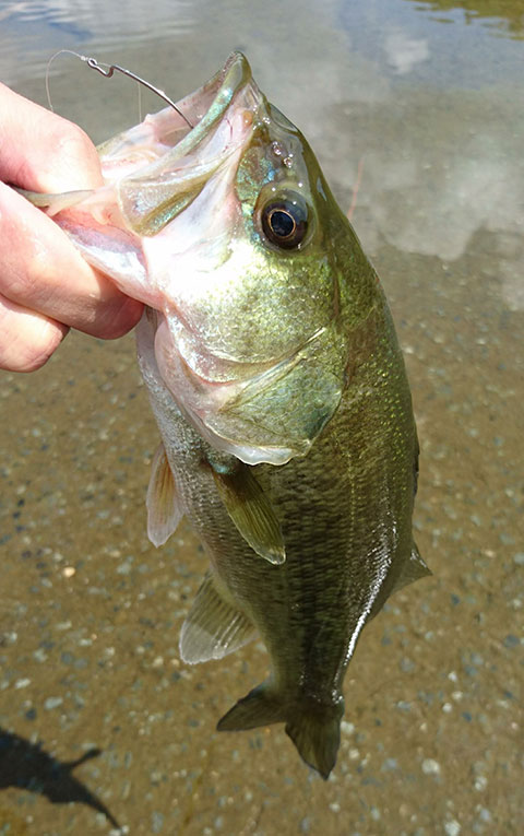 魚鷹