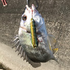saka
