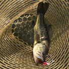 saka