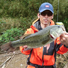 魚鷹