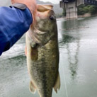 Sagami River Gambler
