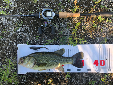 otafish