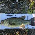 otafish