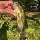 otafish