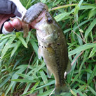 魚鷹