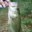魚鷹