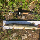 otafish