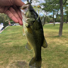 otafish
