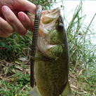魚鷹