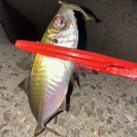 えのやん