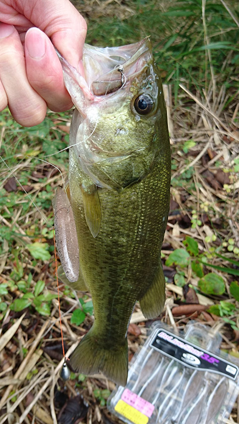 魚鷹