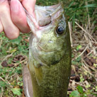 魚鷹