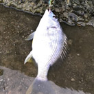 saka