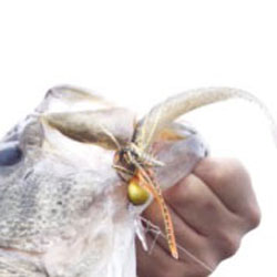 O.S.Pプロスタッフ森田哲広の琵琶湖ガイドにてブレードジグ1/2oz.+ドライブスティック4.5″の組み合わせで60cmオーバーのバスがキャッチされました!!