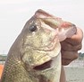 千葉県印旛沼で開催のNBCチャプター千葉第1戦で、ドライブスティック4.5″、ドライブクローラー4.5″、ジグ04シンクロ1.8g&ドライブシュリンプ3″(全てエコモデル)がウィニングルアーとなりました。