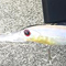 ハイカットDR-SPが早春の琵琶湖で好釣果をあげております。3/8(日)琵琶湖で開催されましたNBCチャプター京都第1戦でハイカットDR-SPでシャッド戦略を組んだ庄司潤プロが3位入賞を果たしました。庄司プロよりコメントを頂きました!!